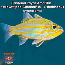 Cardenal Rayas Amarillas Yellowstriped Cardinalfish Ostorhinchus Cyanosoma Venta De Peces Peces Marinos Tipos De Peces