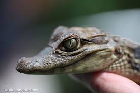 Baby Caiman Costa Rica 0208 Costa Rica Caiman Costa