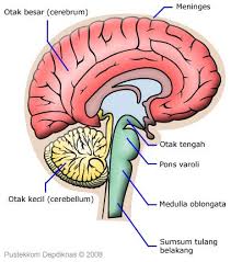 Lengkung aferen refleks cahaya pupil. Sistem Syaraf Pada Manusia Twin S Blog
