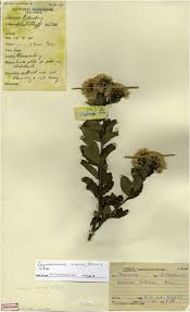 Image result for Bothriocline steetziana