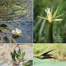 Image result for Ottelia