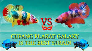 Namun, tidak semua jenis ikan cupang memiliki warna yang indah. Jenis Ikan Cupang Plakat Part3 Youtube