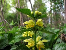 Image result for Lamium galeobdolon