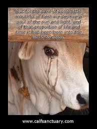 Proportion Plutarch Mouthful Deprive Little Flesh Enjoy World Light That Some Born Soul Time Life But Vegan Animals Animal Activism Save Animals