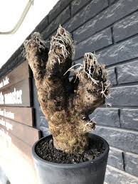 Image result for Xerophyta trichophylla