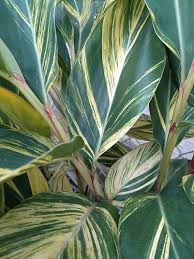 Image result for Alpinia zerumbet