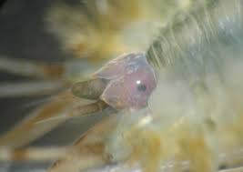 Image result for Micromeria imbricata