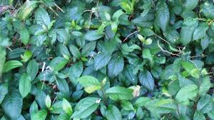Image result for Petiveria alliacea
