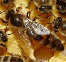 The term queen bee is typically used to refer to an adult, mated female (gyne) that lives in a honey bee colony or hive; August 31 Sept 4 Barnyard Bees