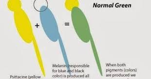 The Color Genetics That We Are About To Discuss Applies To Budgies Lovebirds Indian Ringnecks Alexandrines Even Cockatiels Think Of Budgies Genetics Color