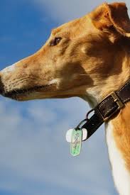 Top Activities For Mahratta Greyhounds Wag Dog Activities Greyhound Dog Friends
