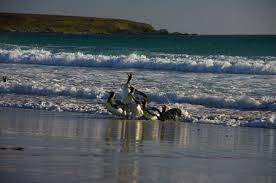 Habitantes de islas malvinas celebraron la reunión de mauricio macri y david cameron. Islas Malvinas Famosas Por Su Flora Y Fauna Ser Turista