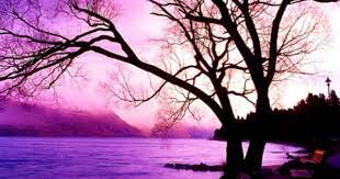 a new pin purple reign new zealand style travel new zealand travel places to travel beautiful places