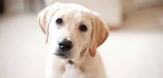 Ever since i began using dogboarding.com, i've been amazed at how much time and effort i've saved. Housebreaking 101 A Step By Step Guide House Training Puppies Puppies Dog Boarding Near Me