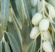 Image result for Antizoma angustifolia