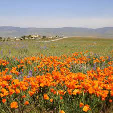 We laid down among the flowers to get close up photos. Watch The Wildflower Bloom In Southern California Online Curbed La