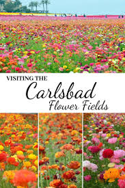 Maybe you would like to learn more about one of these? Visiting The Carlsbad Flower Fields The World Is A Book Carlsbad Flower Fields Flower Field California Travel Road Trips