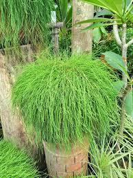 Image result for Casuarina glauca