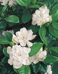 Add plenty of organic matter to the soil such as peat moss or manure to enhance the growth of your plant. First Love Gardenia