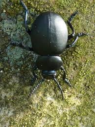 Découvrez les insectes utiles au jardin et comment mieux les accueillir dans un nichoir à insectes ! Les Insectes Du Jardin Photo De Jardin De Cassandra Saint Martin D Auxy Tripadvisor