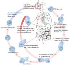 A parasite is an infectious agent and causes diseases. Parasitism Wikipedia