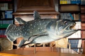 Image result for Coelachne