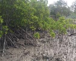 Image result for Rhizophora mucronata