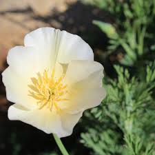 How to plant poppy seeds. Californian Poppy Alba Seeds The Seed Collection