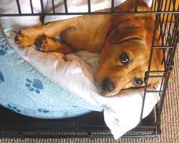What To Do When Your Puppy Cries At Night In His Crate Modern Dog Magazine