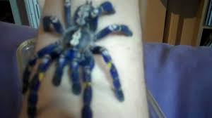 Poecilotheria metallica, also known as the gooty sapphire ornamental, is an old world species of tarantula. Life Cycle Characteristics Gooty Sapphire Ornamental Tree Spider