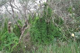 Image result for Asparagus asparagoides