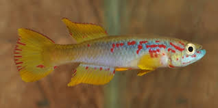 Image result for Viscum congolense