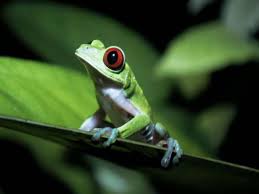 Pin By Anja Peerdeman On Rainforest Rainforest Animals Endangered Animals Rainforest Frog