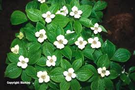 Hartriegel (cornus), auch hornstrauch genannt, ist eine pflanzengattung innerhalb der familie der hartriegelgewächse (cornaceae). Gehlhaar Gartenbaumschule Hannover Pflanzen Bodendecker Teppich Hartriegel Cornus Canadensis