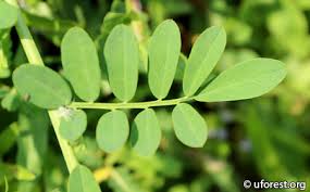 Image result for Indigofera kirkii