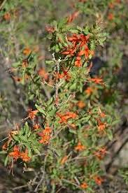 Image result for Anisacanthus