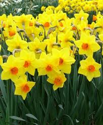 Narcissus Brackenhurst An Award Winning 1977 Sport Of Ceylon Brackenhurst Has A Perfect 4 Flower With A Well Overlapp Bulb Flowers Narcissus Flower Narcissus