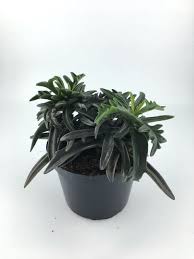 Image result for Kalanchoe laciniata