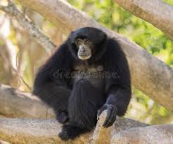 Indonesia divides into two ecological regions; Siamang Gibbon Stock Image Image Of Animals Species 86637197