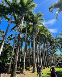 Image result for Roystonea oleracea