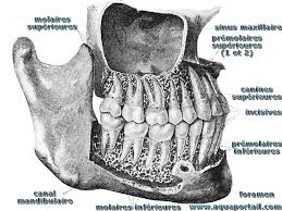 Définition et sens de mandibules. Denture Definition Et Explications