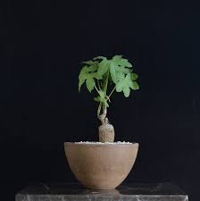 Image result for Cussonia natalensis