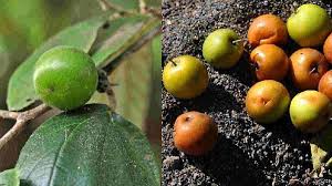 Berikut cara menanamnya yang benar. Manfaat Buah Bidara Untuk Otak Anti Stres Dan Menguatkan Tulang