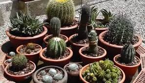 Como ya sabes, existen mezclas listas de sustrato para cactus y suculentas que puedes adquirir en viveros o no te pierdas nuestro artículo sobre cómo hacer un fertilizante o abono casero para suculentas y cactus. Fertilizantes Para Cactus Como Hacerlo Como Fertilizarlo Y Mucho Mas