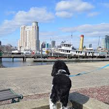 Maybe you would like to learn more about one of these? Find The Best Dog Walkers In Baltimore Barkly Pets