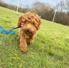 These well socialised puppies can be seen with there mother a pedigree cocker spaniel. Cockapoo Puppies Near Me Home Facebook