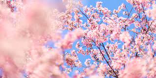 Maybe you would like to learn more about one of these? The Best South Australian Spring Flower Walking Trails Glam Adelaide