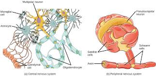 Neuroscientists have observed how neural precursor cells behave in the laboratory. Neurons Organismal Biology