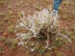 Image result for Vellereophyton dealbatum