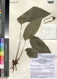 Image result for Siphonochilus kilimanensis